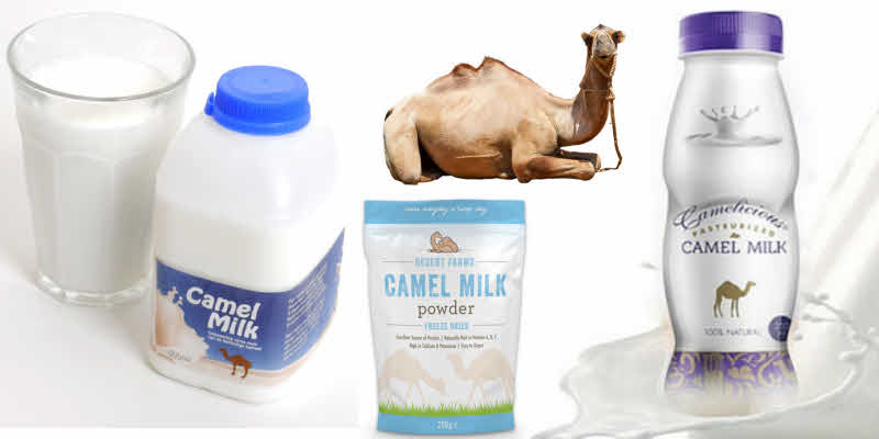 خواص شیر شتر | 27 خاصیت شیر شتر و مضرات آن برای بدن