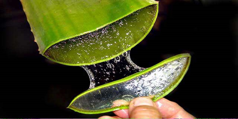 خواص آلوورا | با مزایای بی نظیر این گیاه فوق العاده آشنا شوید